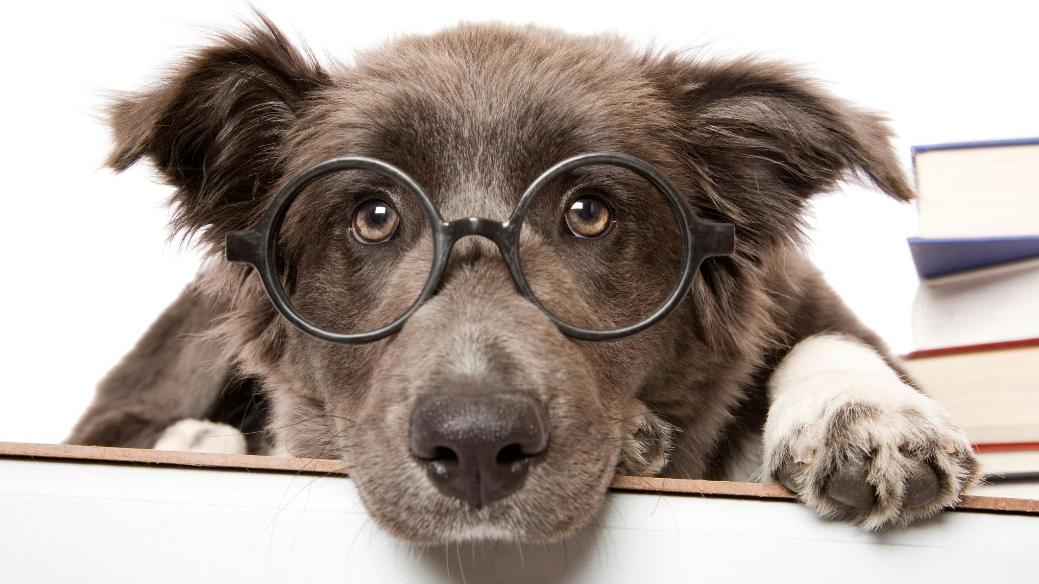 Heute.at - Nur Zuhören! Hunde müssen uns gar nicht immer sehen