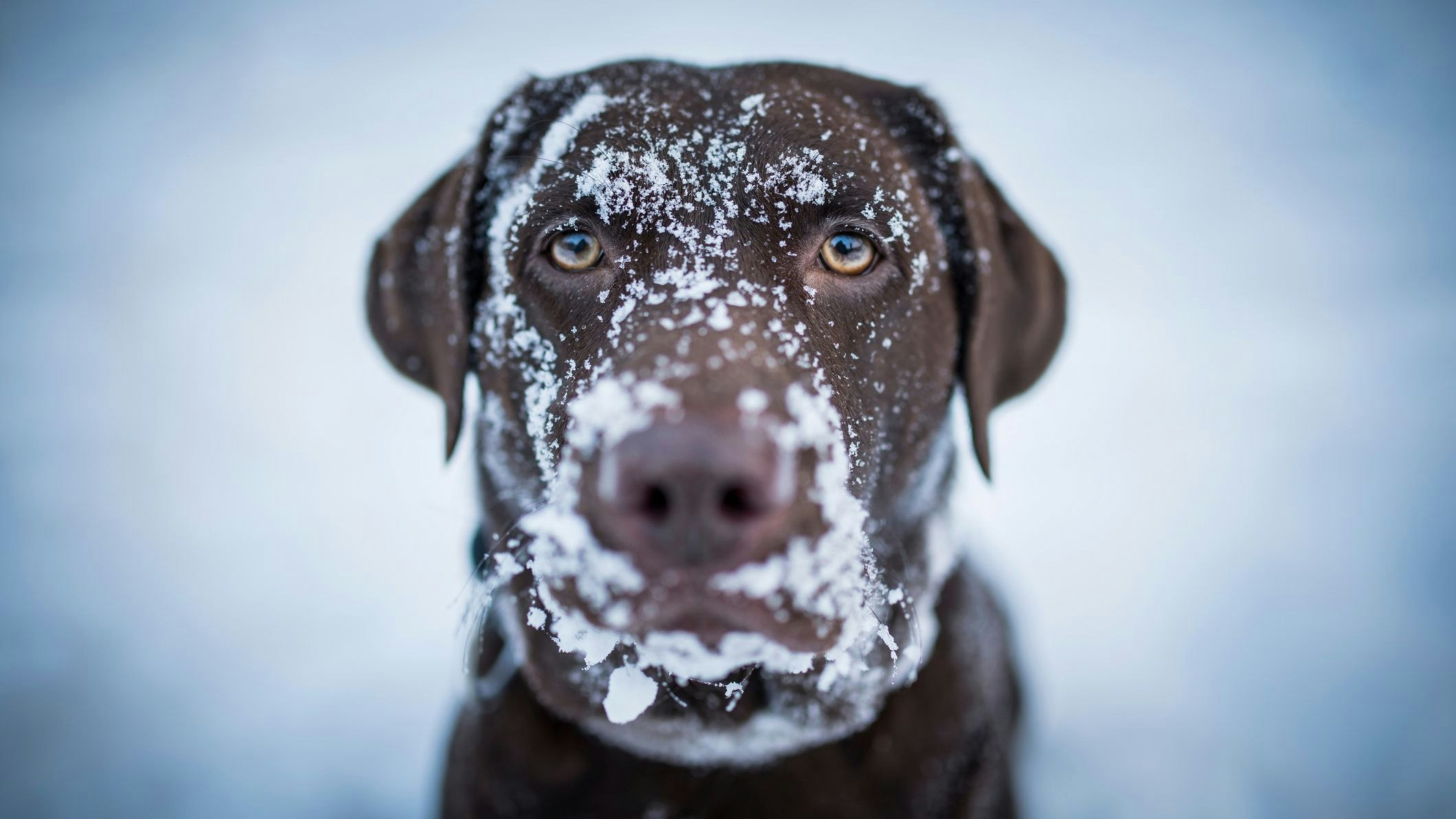 Heute.at - Deshalb ist Schnee für unsere Hunde solch ein Spaß