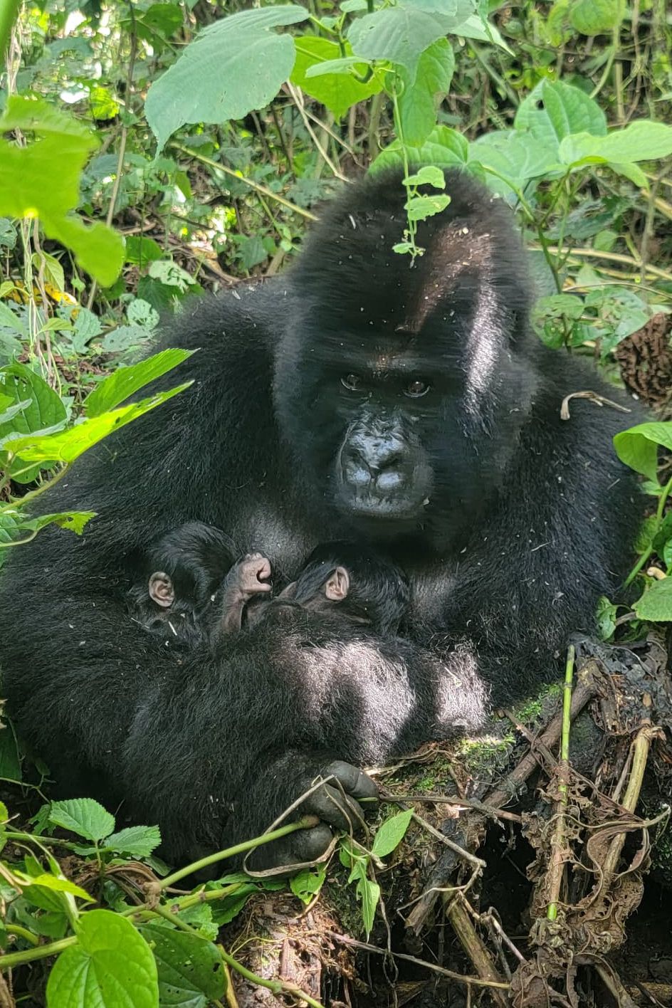 Heute.at - Im Kriegsgebiet kommen kostbare Zwillinge zur Welt