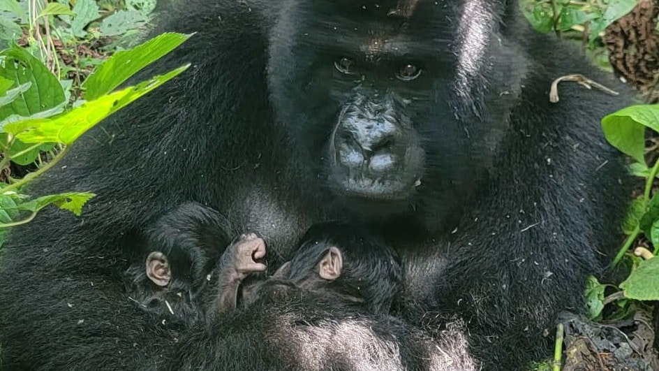 Heute.at - Im Kriegsgebiet kommen kostbare Zwillinge zur Welt