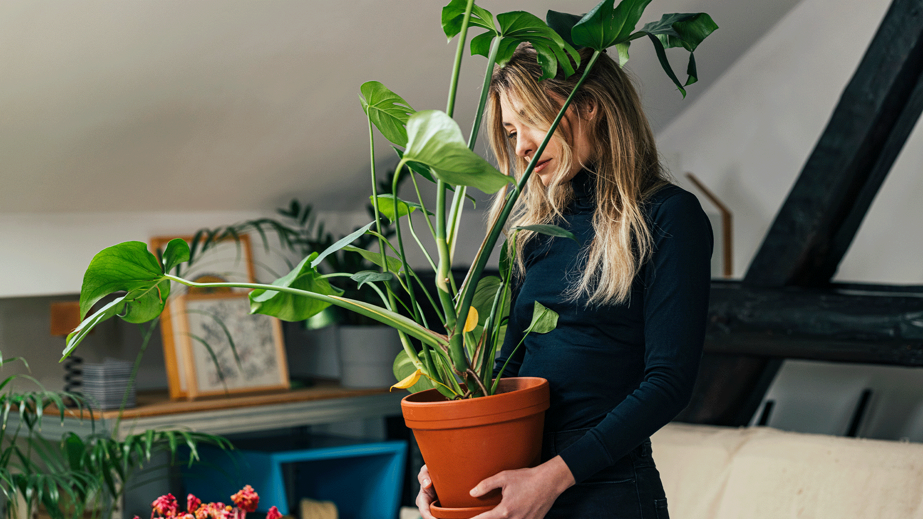 Heute.at - Zu kalt! Deshalb gehen deine Zimmerpflanzen jetzt ein