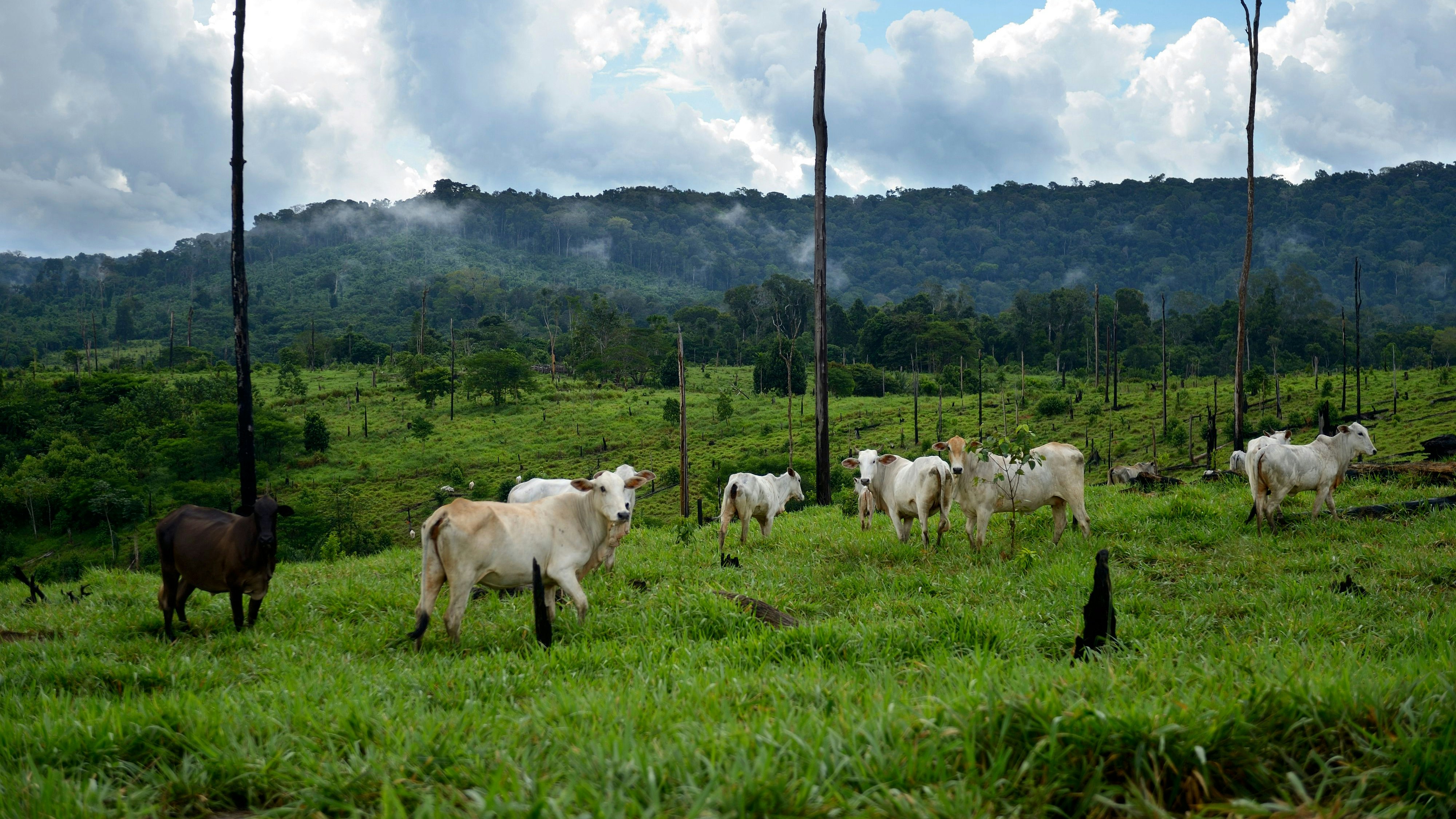Brandrodung im Amazons-Gebiet zugunsten neuer Weideflächen für Rinder: Der Klimaschutz spielt beim Mercosur-Deal nur eine Nebenrolle