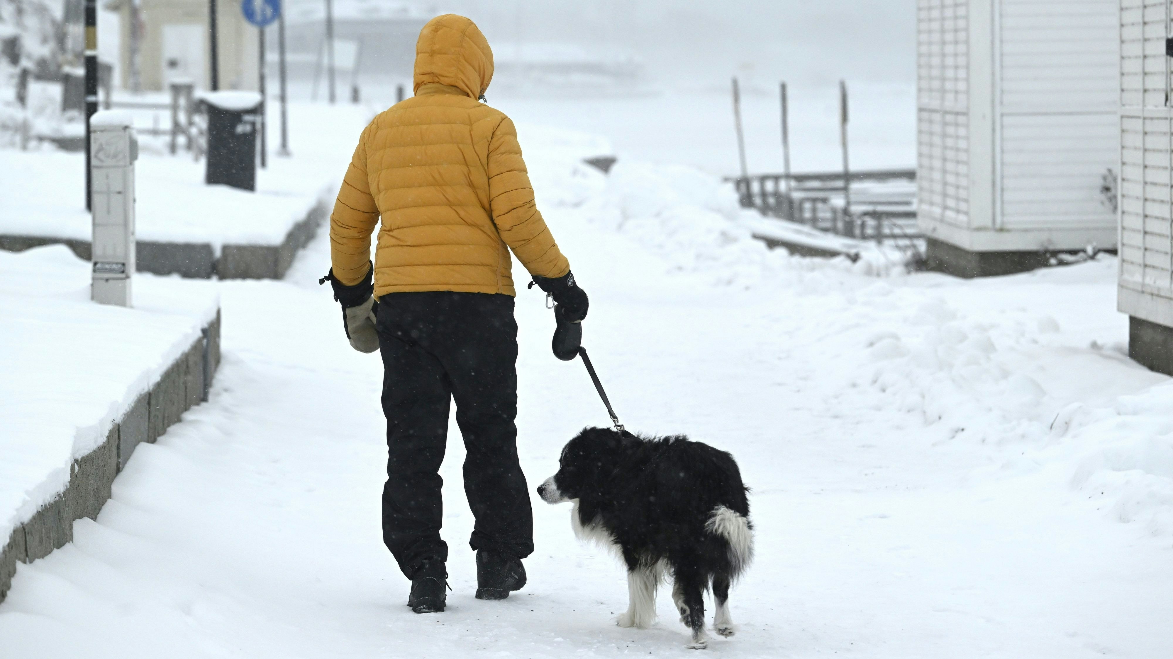 Heute.at - Kälte-Welle – das passiert mit Mensch, Tier und Technik