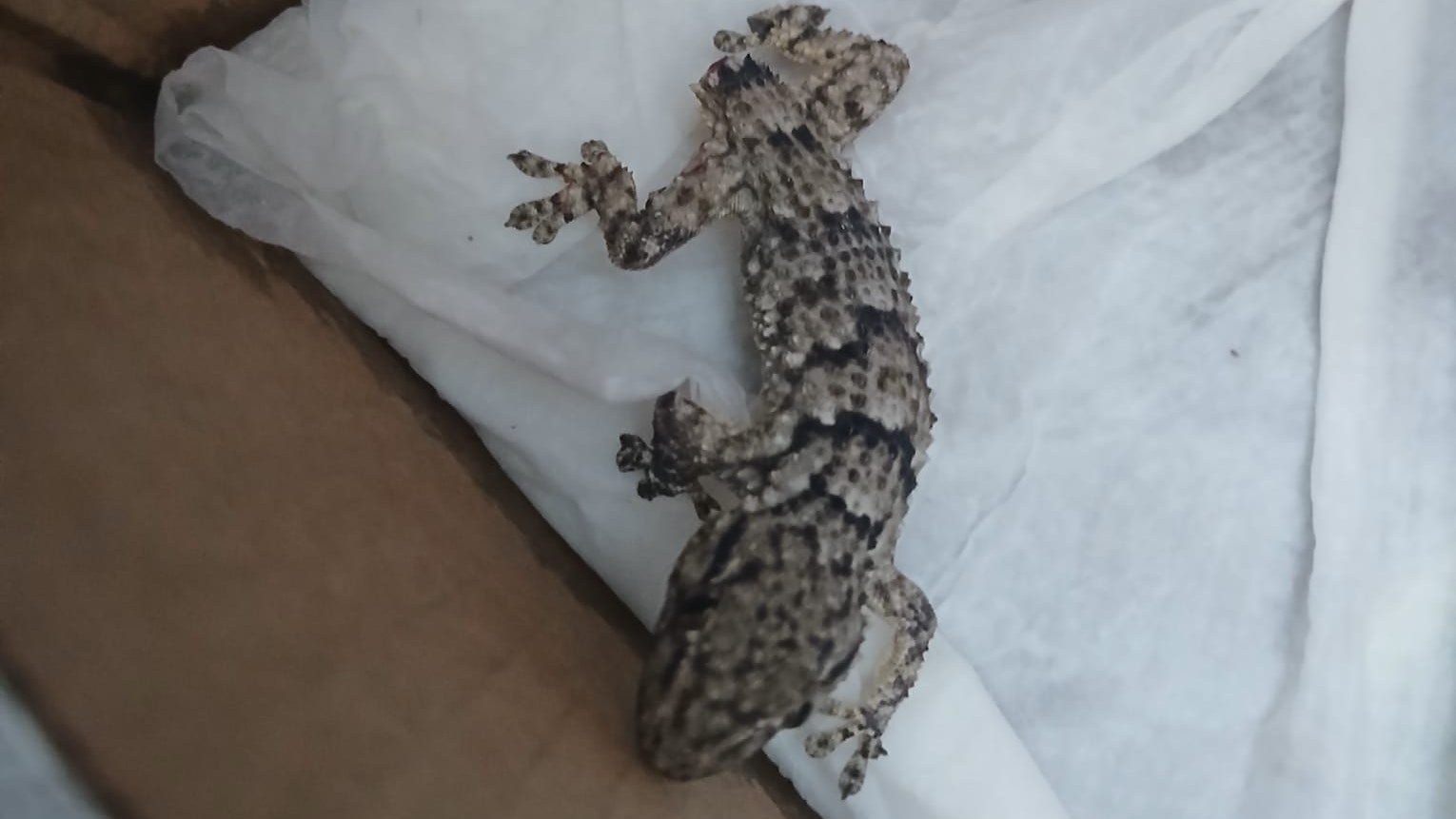 Der kleine Gecko ist mittlerweile in guten Händen.