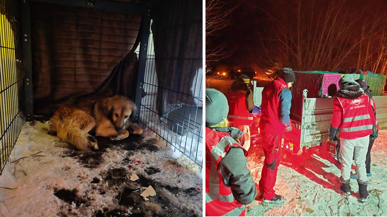 Heute.at - Armer Frosty überlebte 5 Tage bei klirrender Kälte