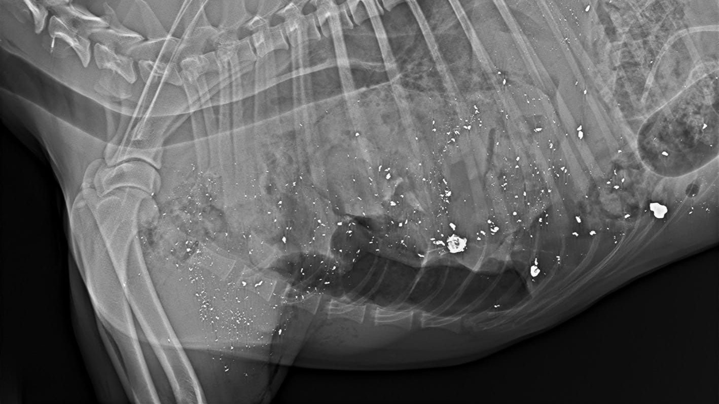 Die Projektilsplitter sind auf dem Röntgenbild gut zu erkennen.