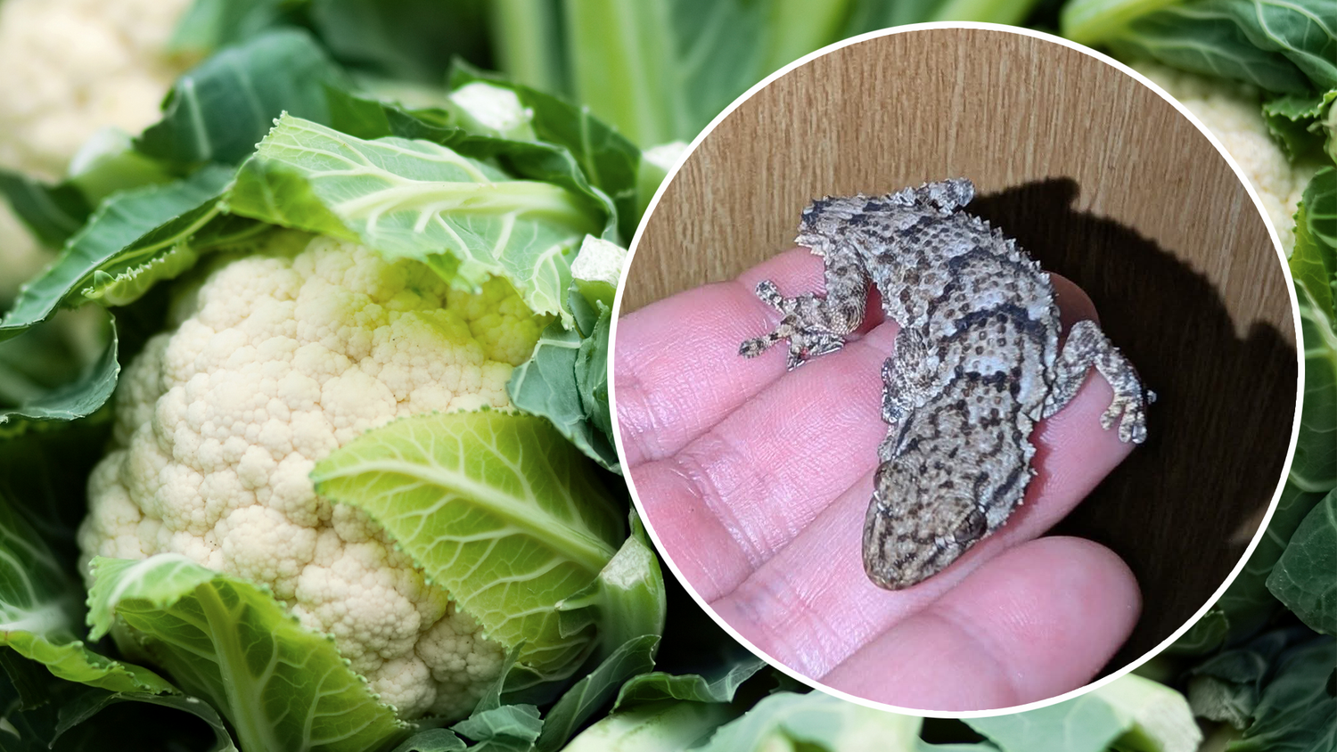 Heute.at - Nettes Haus – Mann findet Gecko in Supermarkt-Karfiol