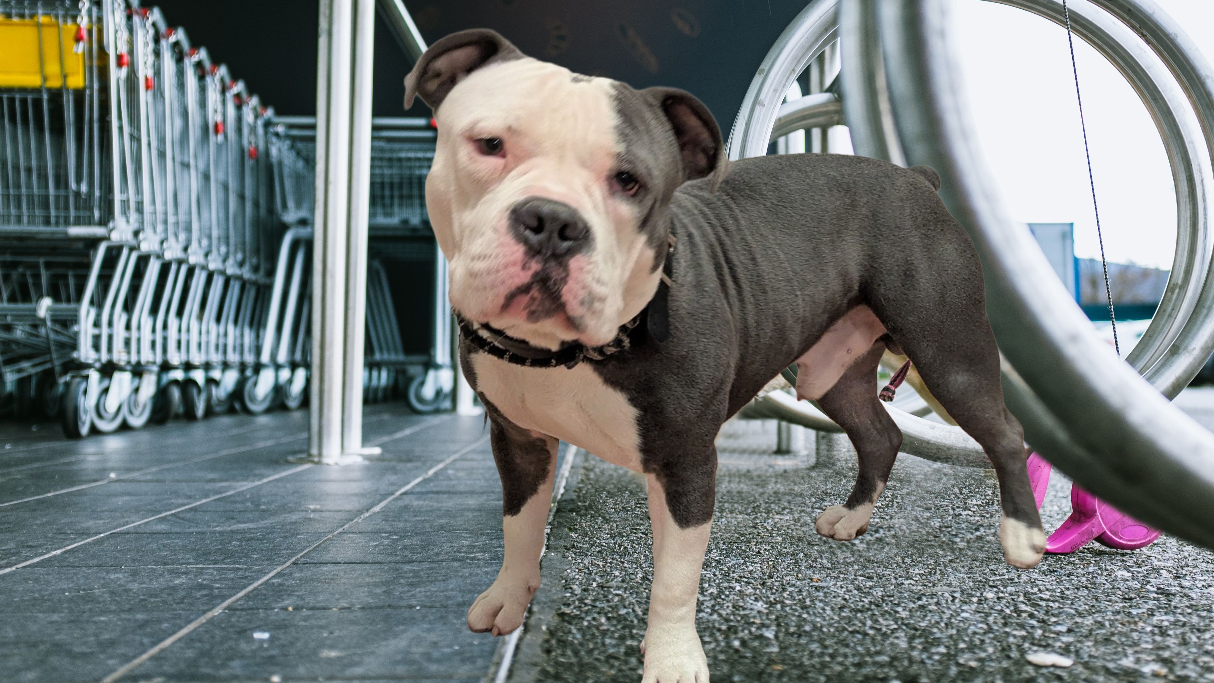 Heute.at - Herzlos! Jung-Hund in Kälte vor Supermarkt vergessen