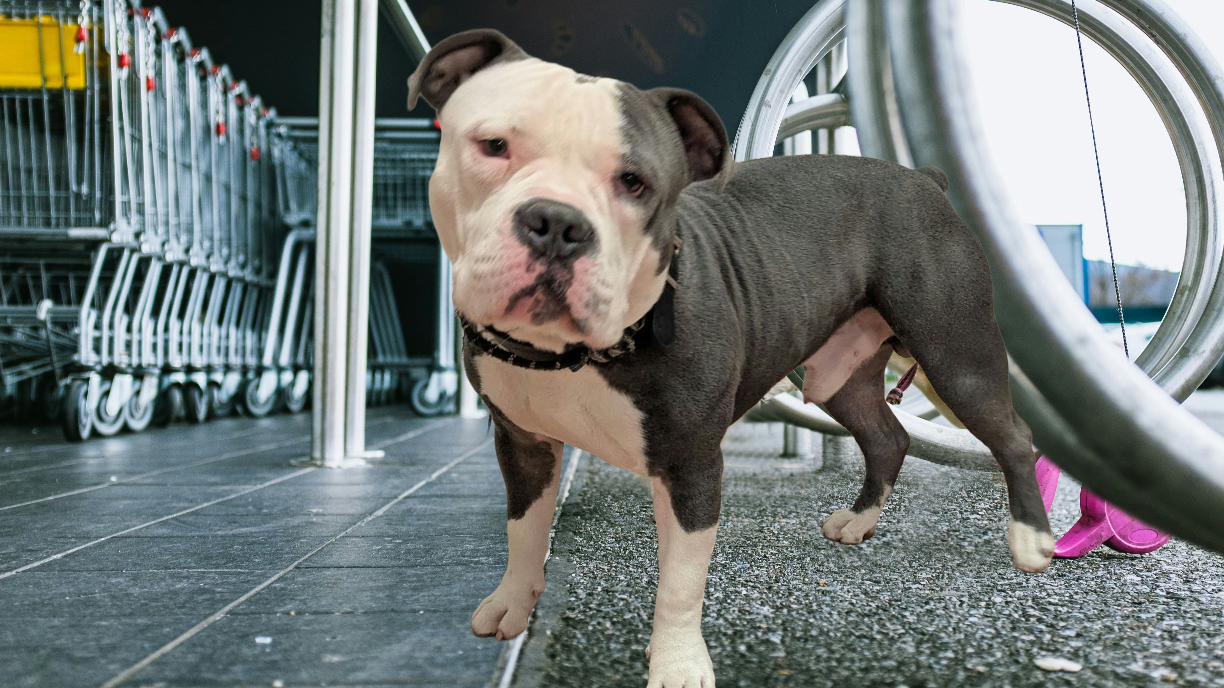 Heute.at - Herzlos! Jung-Hund in Kälte vor Supermarkt vergessen