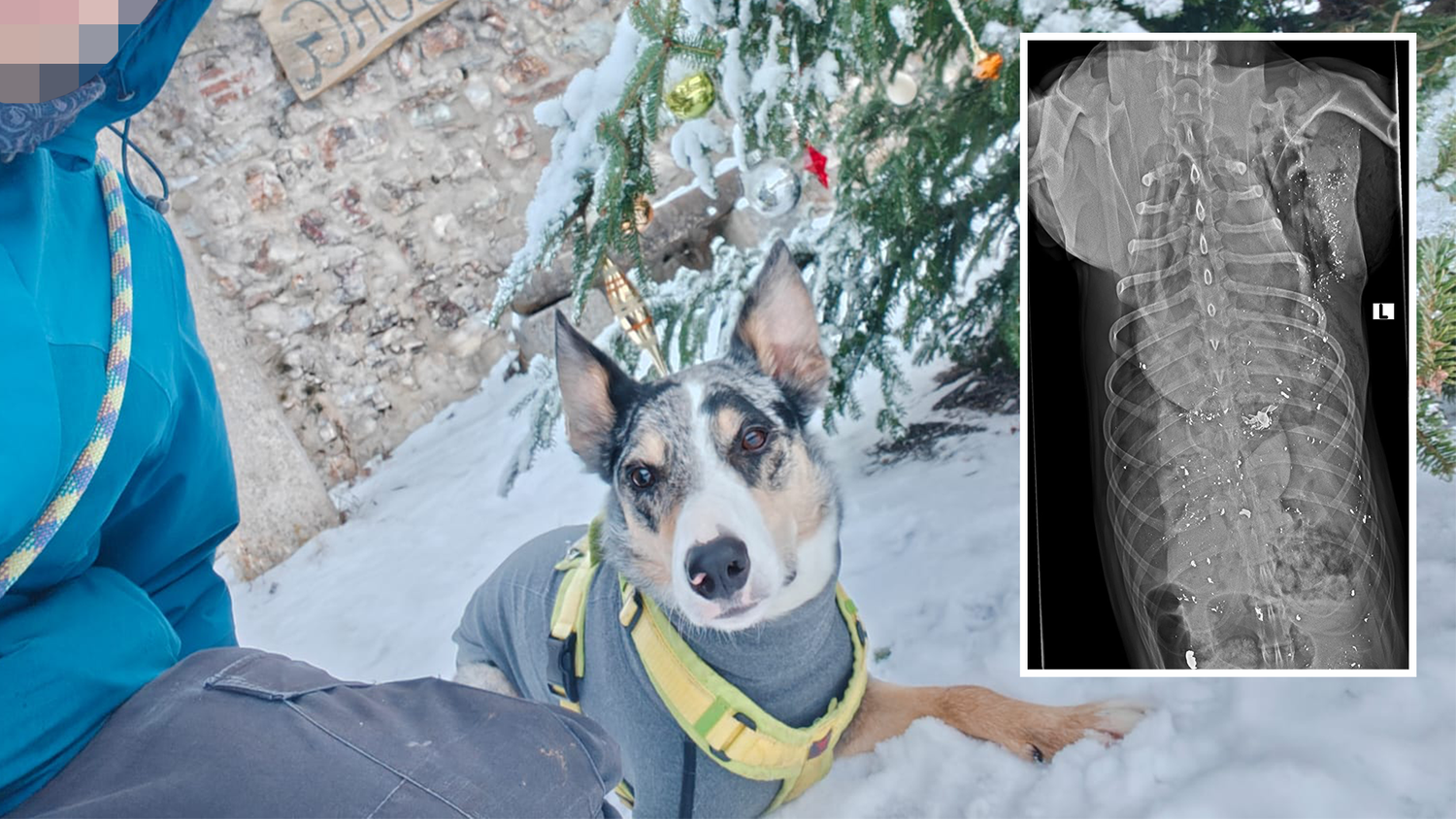 Heute.at - Bester Freund – Jäger erschießt Cooper auf Forstweg