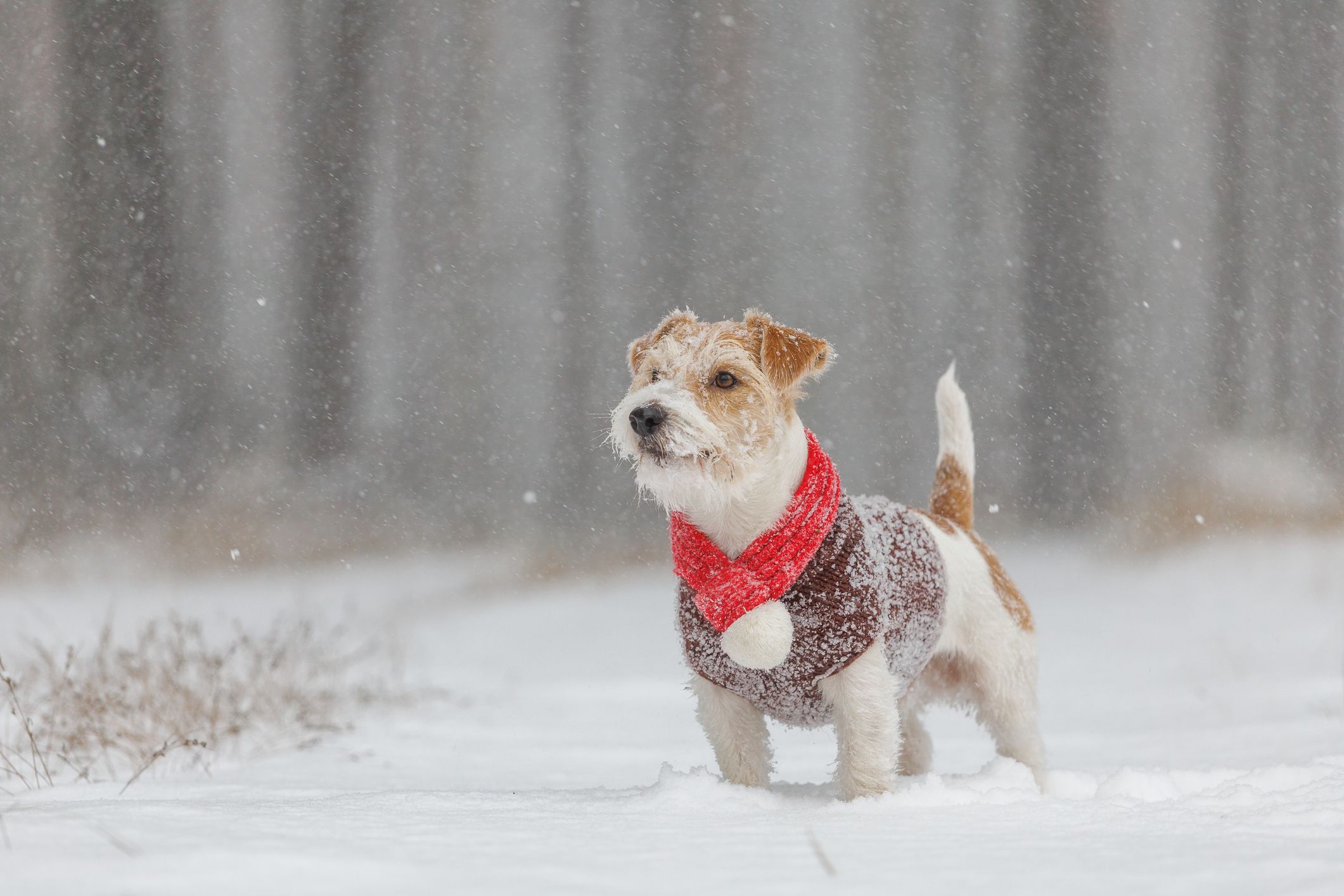 Heute.at - Mit diesen Tipps kommt dein Hund gut über den Winter