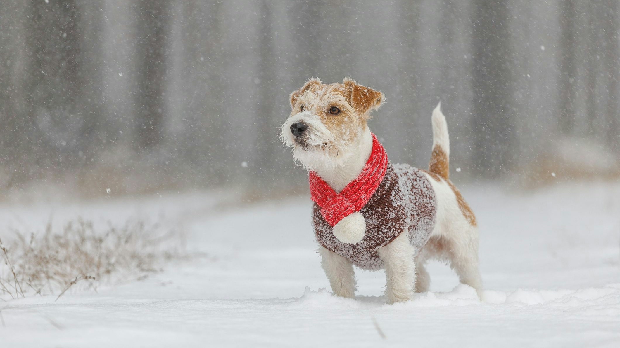 Heute.at - Mit diesen Tipps kommt dein Hund gut über den Winter