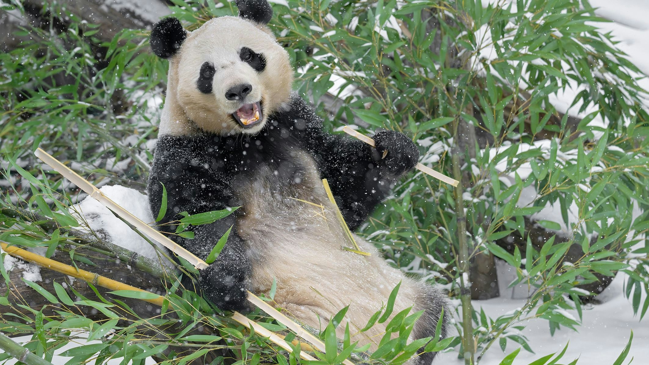 Gefrosteter Bambus muss extra lecker schmecken, wie es scheint.