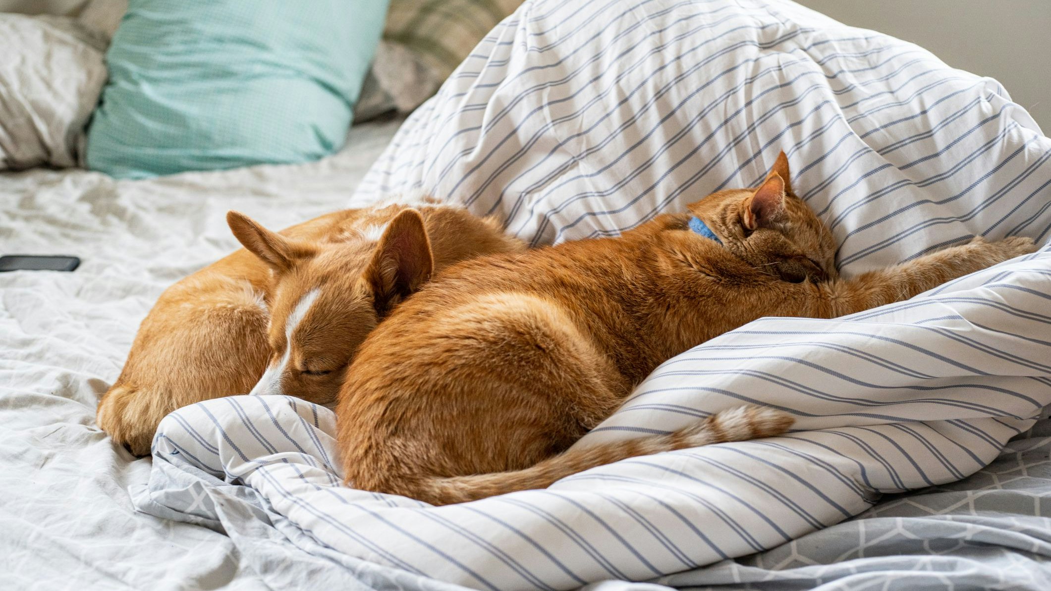 Heute.at - Fast jedes dritte Haustier schläft im Bett