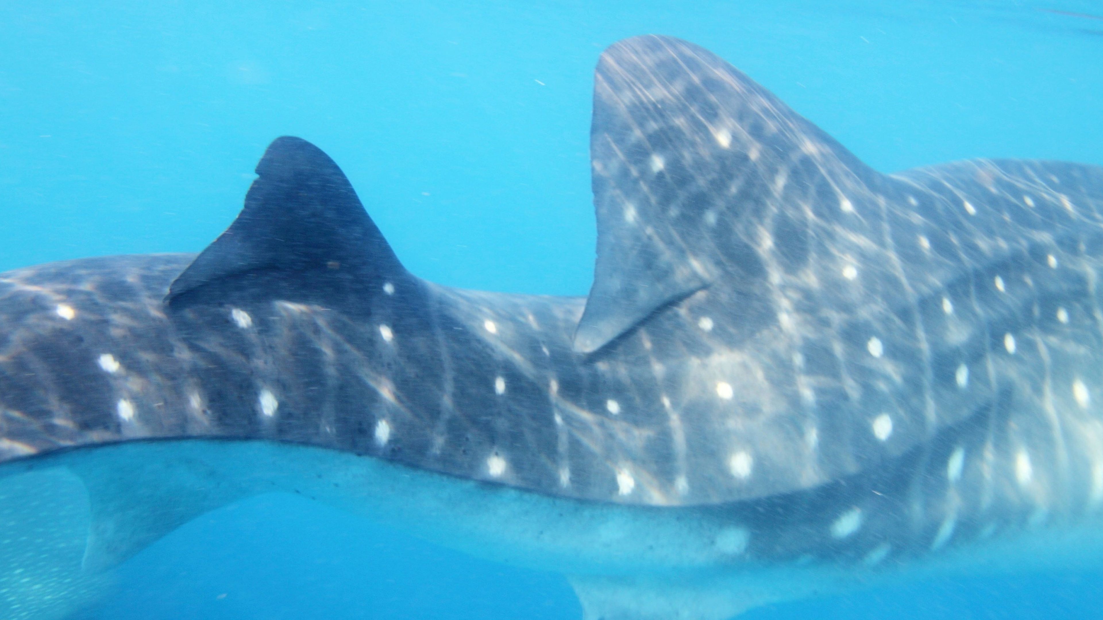 Heute.at - Dieses Meerestier überlebt trotz schwerer Verformung