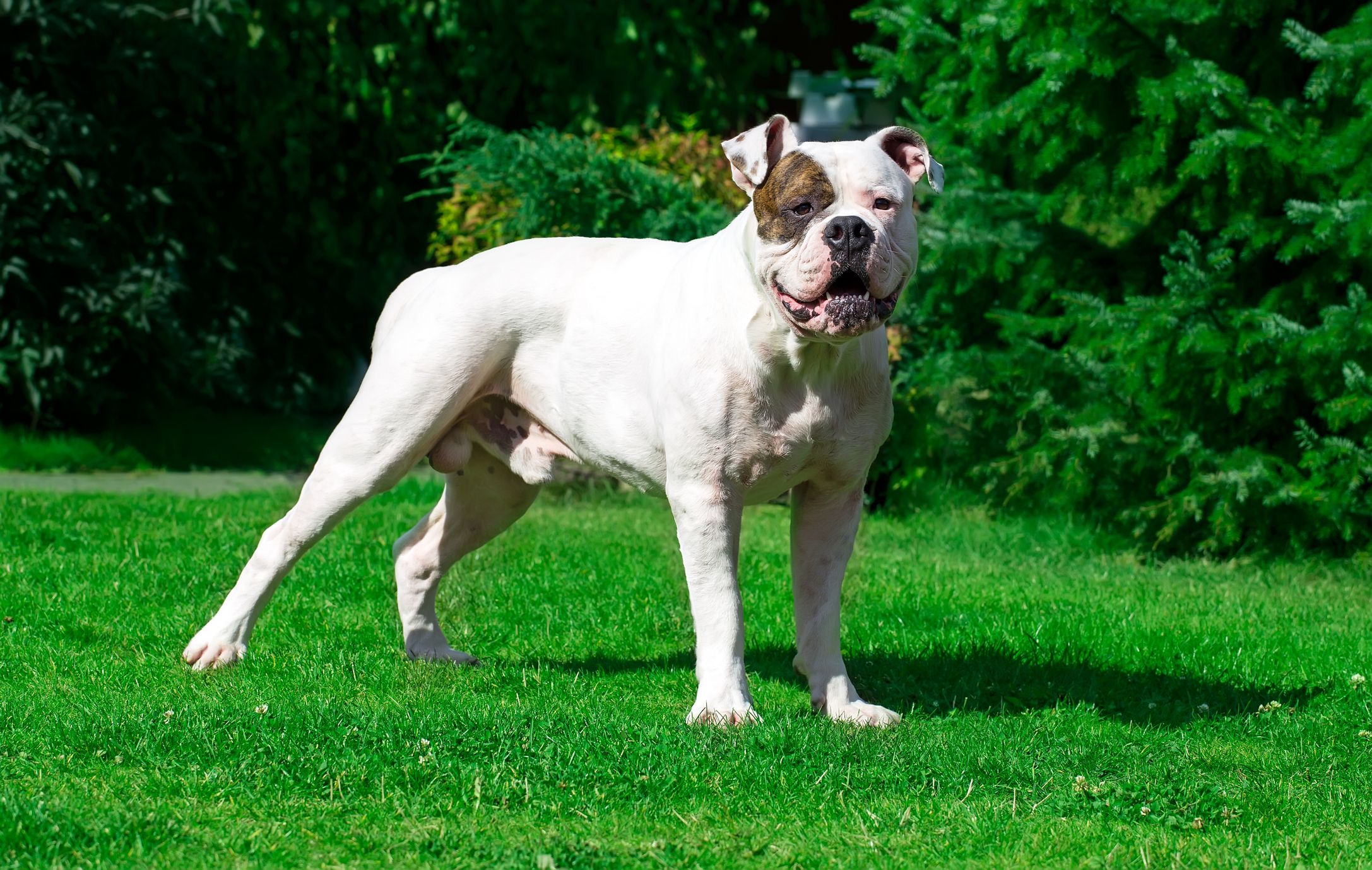 Heute.at - Schreckliche Attacke – Bulldogge beißt Herrchen tot