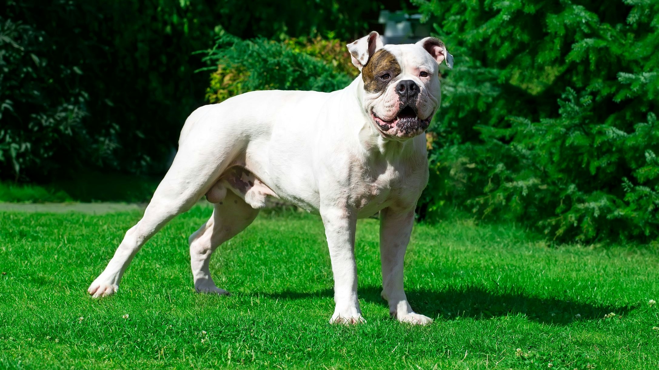Heute.at - Schreckliche Attacke – Bulldogge beißt Herrchen tot