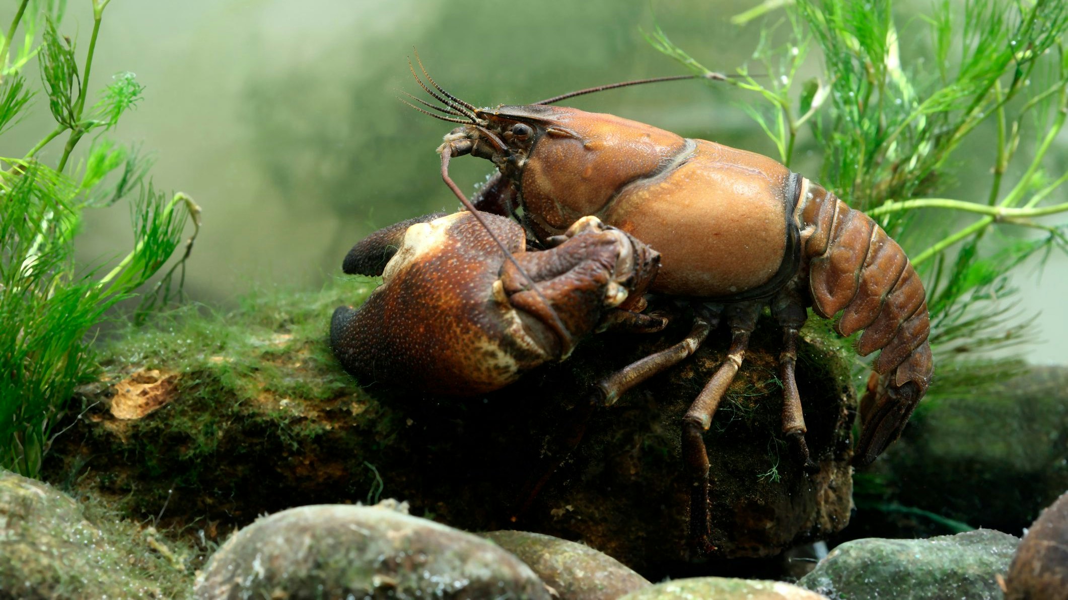 Der Amerikanische Signalkrebs kann die tödliche Krebspest übertragen. 