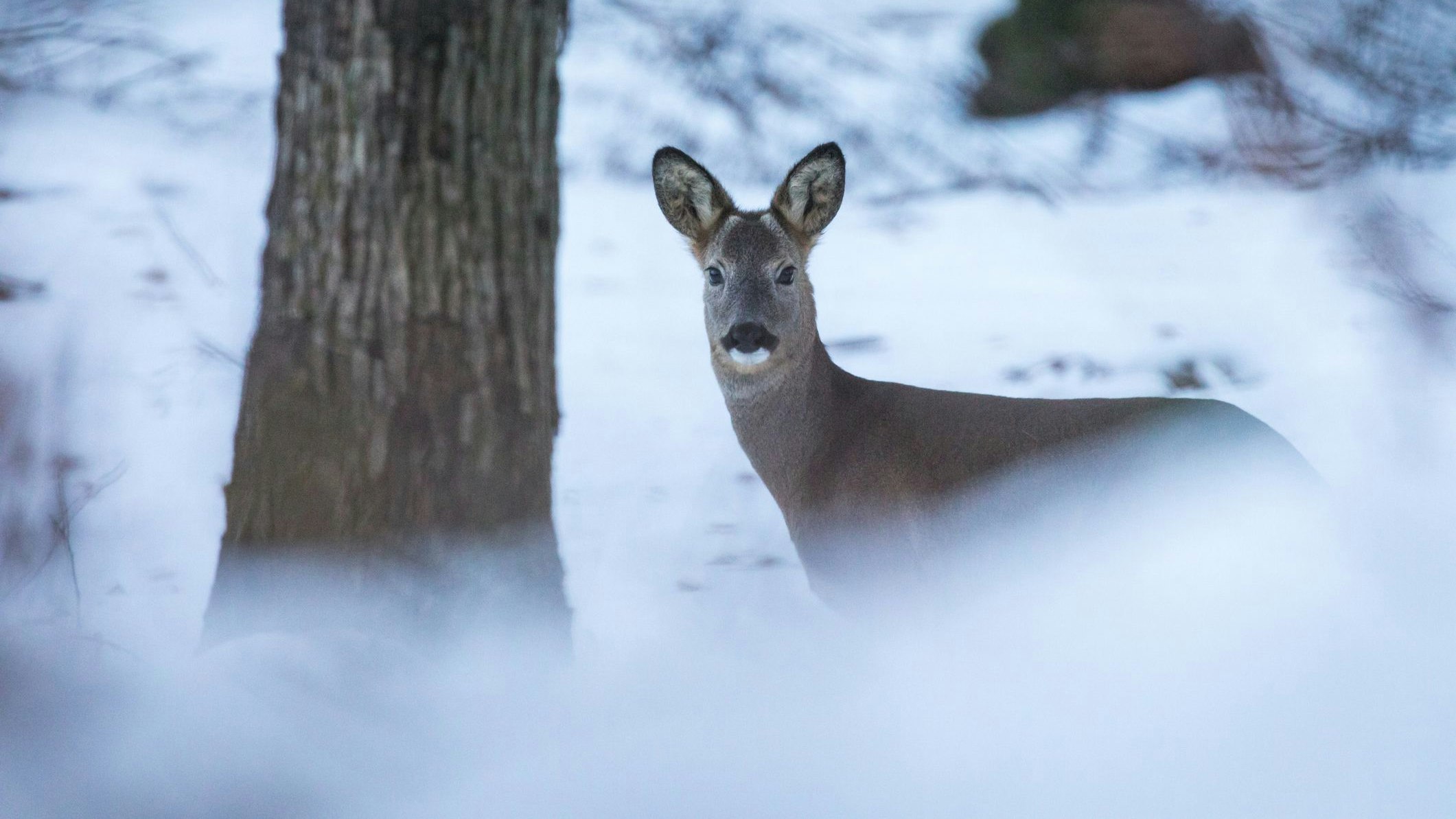 Heute.at - Deshalb benötigen die Wiener Wildtiere mehr Rücksicht