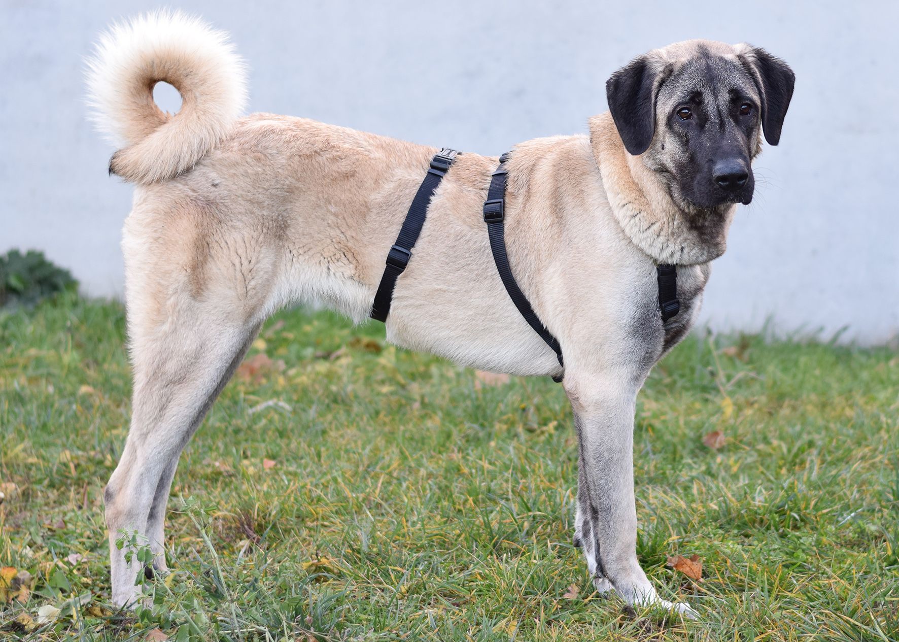 Heute.at - Fund-Hündin sucht ein neues Zuhause