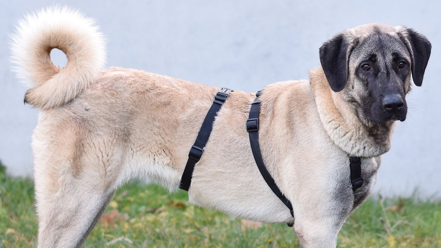 Heute.at - Fund-Hündin sucht ein neues Zuhause