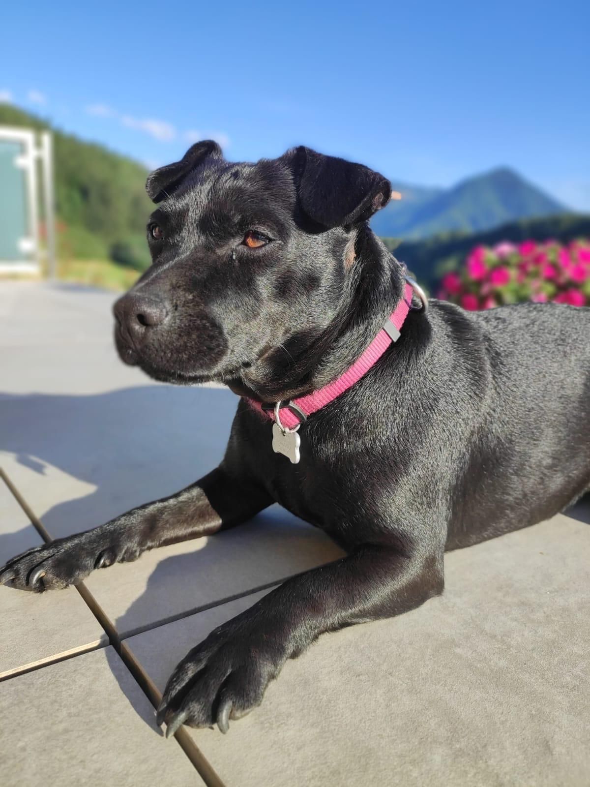 Heute.at - Hundedame Grace überlebte sechs Tage bei Minusgraden