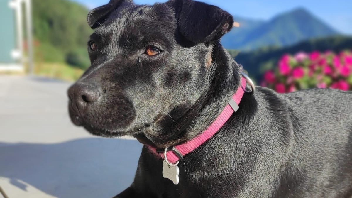 Heute.at - Hundedame Grace überlebte sechs Tage bei Minusgraden