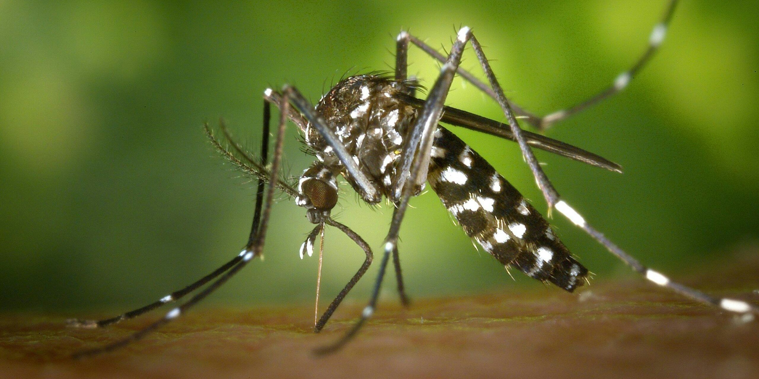 Die Asiatische Tigermücke überträgt Krankheiten wie das Dengue-Fieber.