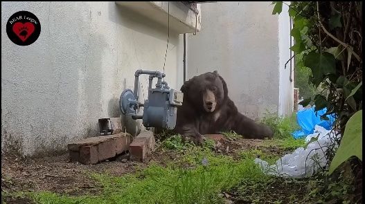 Heute.at - Fetter Bär mit Paintball-Gewehr aus Keller vertrieben