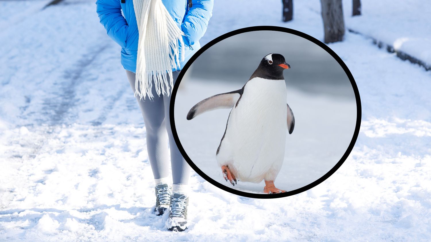 Heute.at - Warum du jetzt wie ein Pinguin gehen solltest