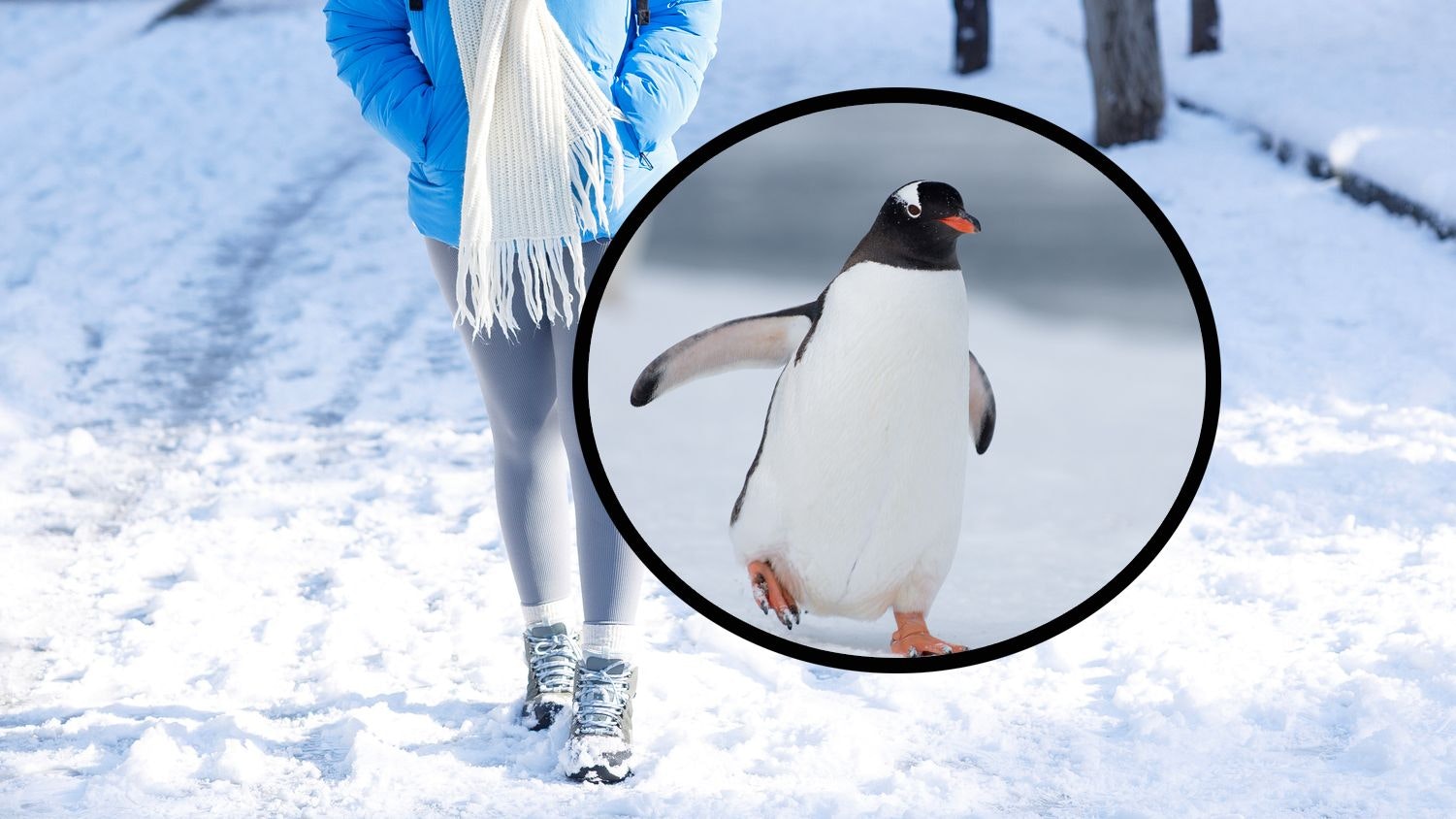 Heute.at - Warum du jetzt wie ein Pinguin gehen solltest