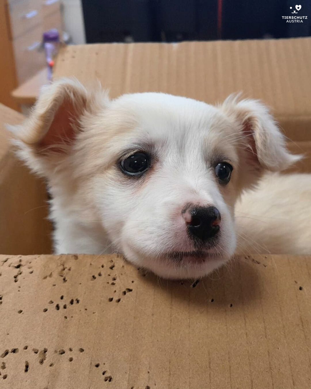 Heute.at - Eiskalt! Hündchen einfach in Karton ausgesetzt