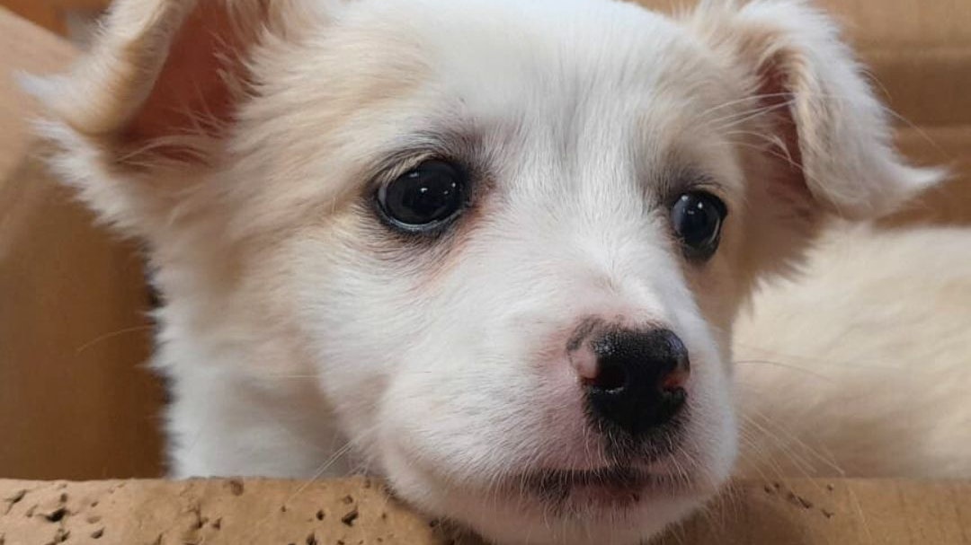 Heute.at - Eiskalt! Hündchen einfach in Karton ausgesetzt