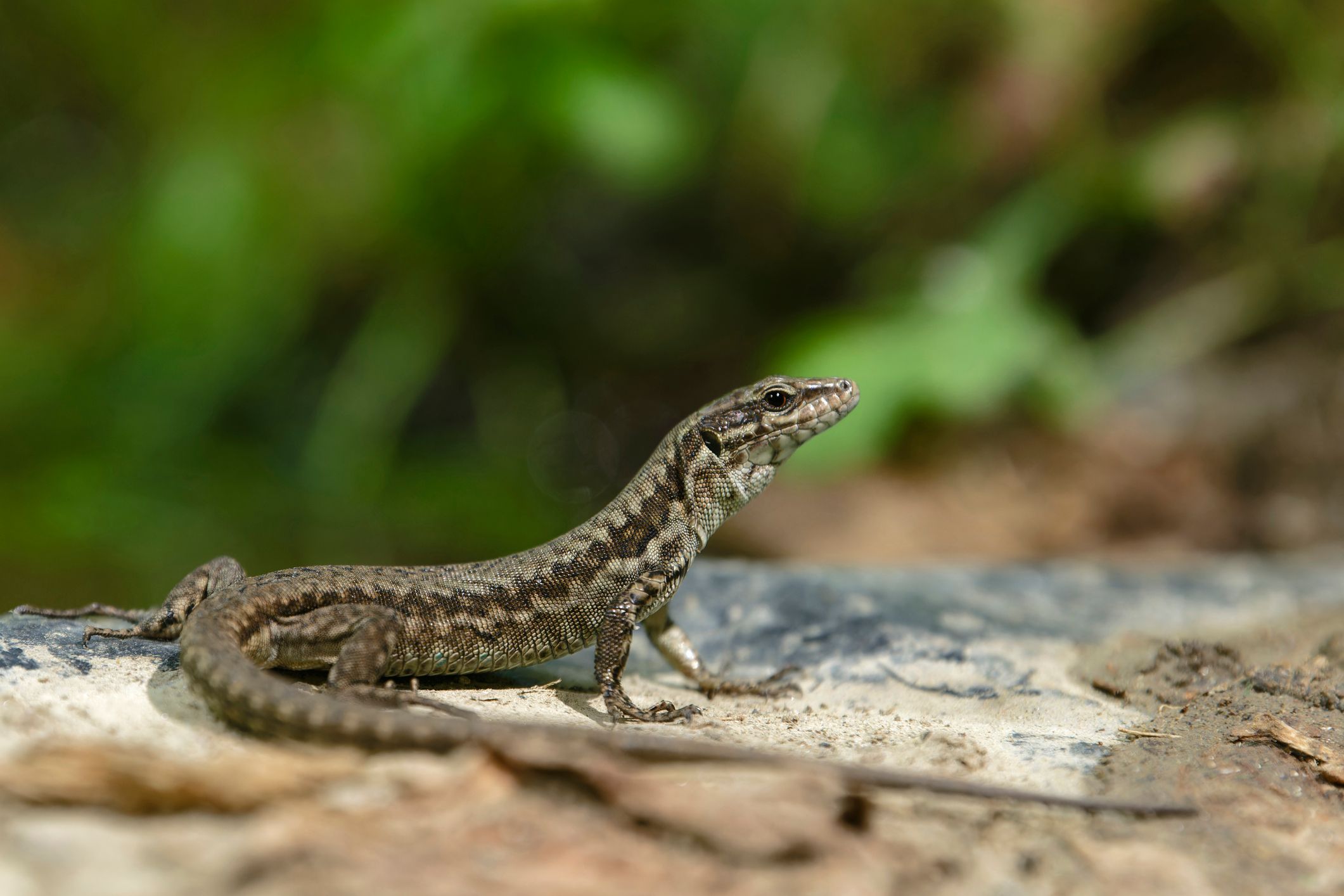 Heute.at - Diese Eidechse hält sich überhaupt nicht an Spielregeln