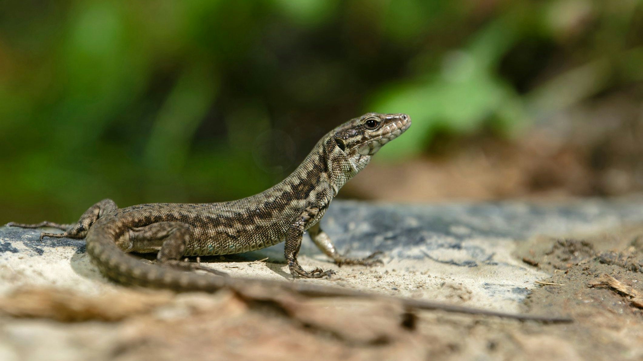 Heute.at - Diese Eidechse hält sich überhaupt nicht an Spielregeln