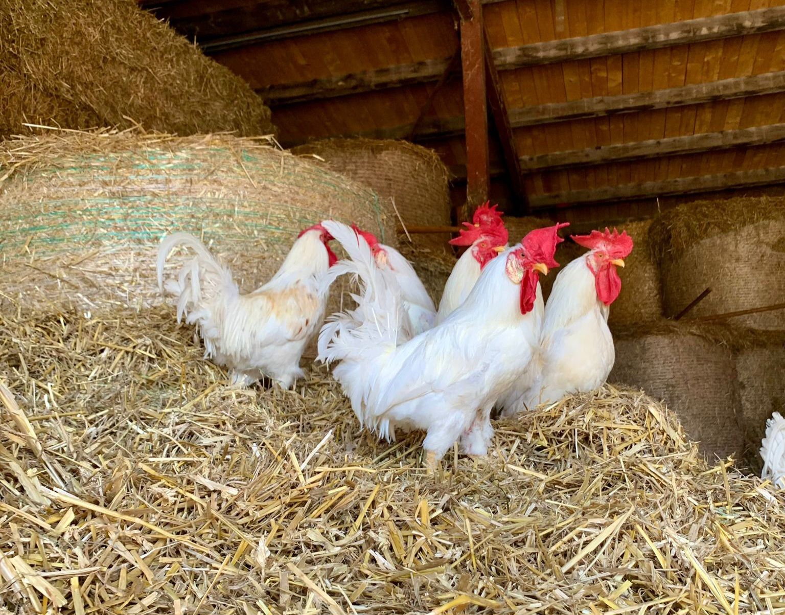 Heute.at - Jahresbeginn: 33 Tierabgaben an nur einem Tag!