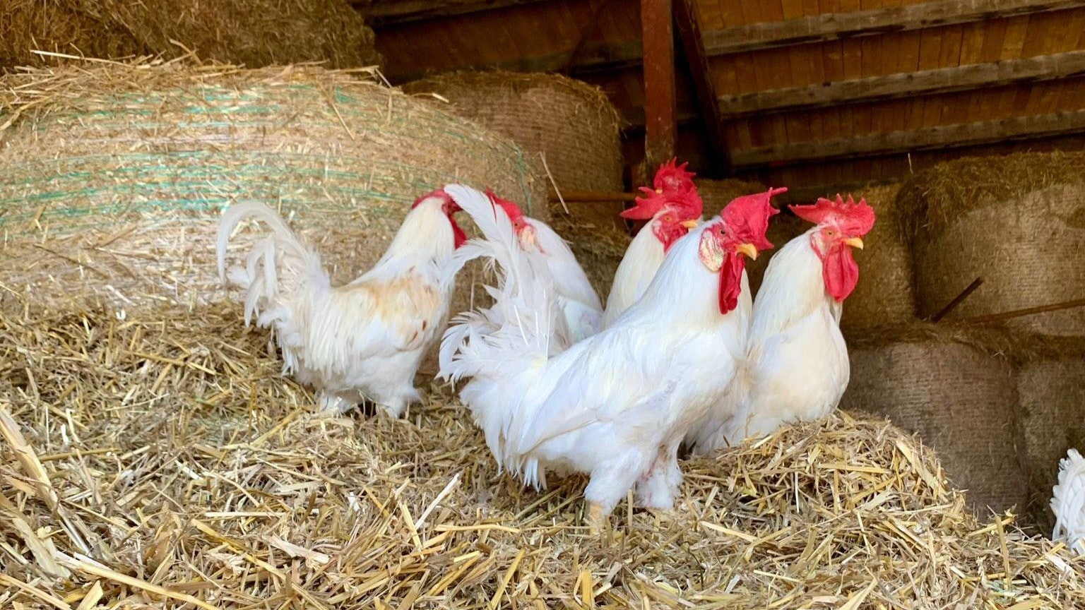 Heute.at - Jahresbeginn: 33 Tierabgaben an nur einem Tag!