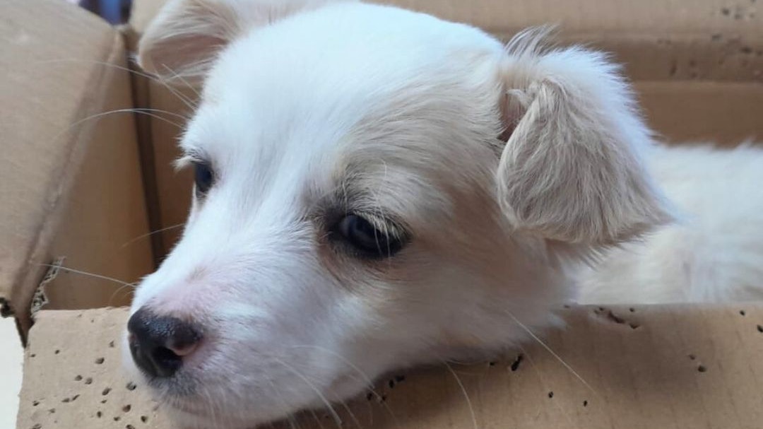 Der Hund wird noch für einige Wochen im Tierheim bleiben.