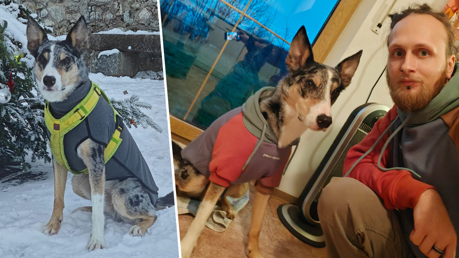 Heute.at - Nach Todesschuss: Seit wann tragen Füchse Warnwesten?