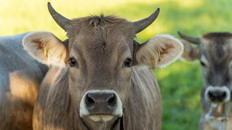 Das Abkommen mit Südamerika ist paktiert. Kritiker befürchten, dass Österreich mit billigem Rindfleisch und Geflügel überschwemmt wird. In einem spektakulären Schritt haben sich nun die vier größten Supermarktketten festgelegt: Wir verkaufen kein Gaucho-Fleisch!