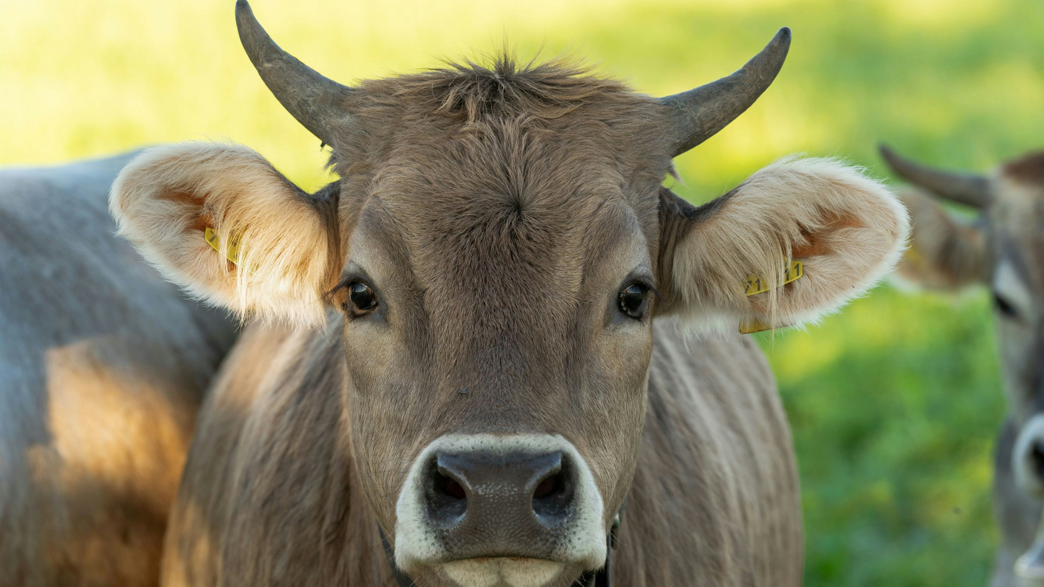 Hilfe für heimische Bauern: Supermarktketten wollen kein Gaucho-Fleisch verkaufen