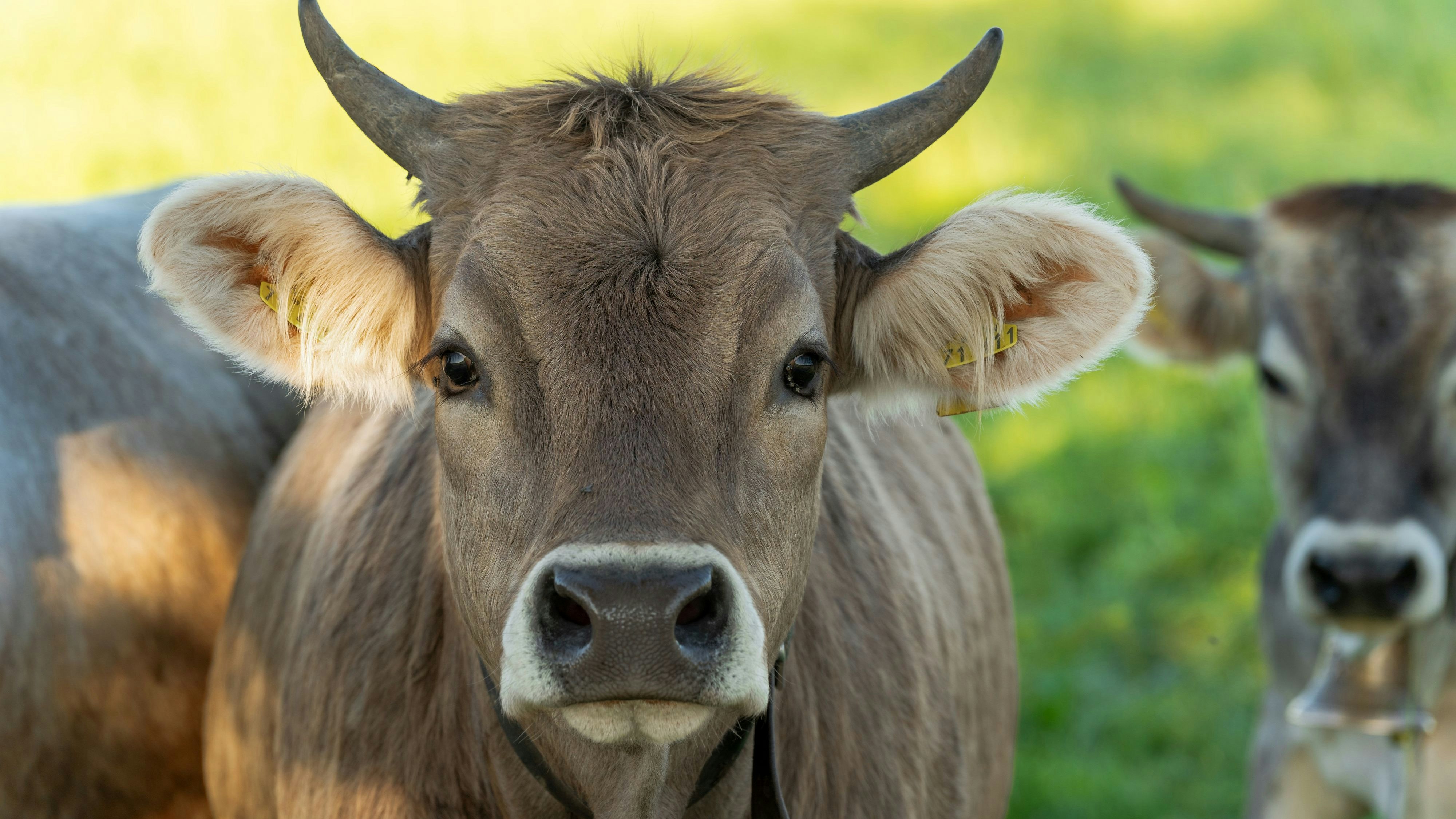 Das Abkommen mit Südamerika ist paktiert