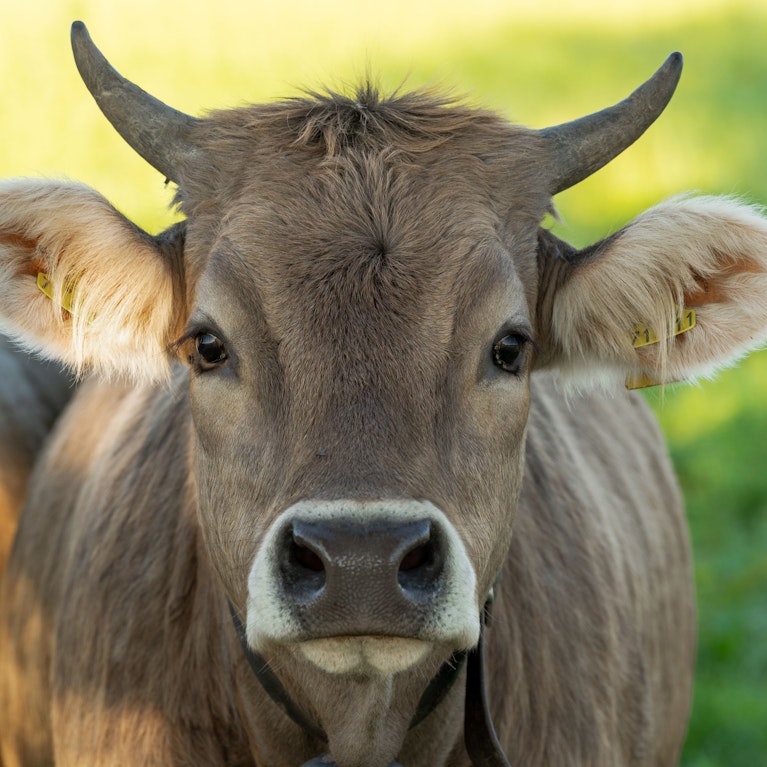 Das Abkommen mit Südamerika ist paktiert. Kritiker befürchten, dass Österreich mit billigem Rindfleisch und Geflügel überschwemmt wird. In einem spektakulären Schritt haben sich nun die vier größten Supermarktketten festgelegt: Wir verkaufen kein Gaucho-Fleisch!