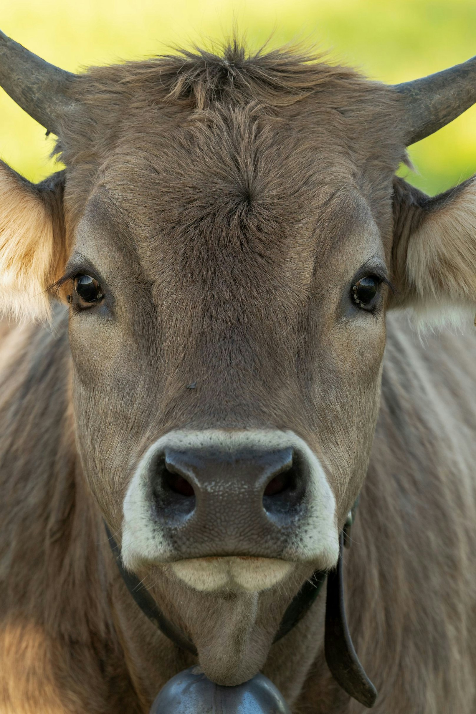 Rinderzucht in Österreich geschieht vielfach in kleinen Einheiten. Damit das so bleibt, wollen Österreichs Supermärkte Import-Fleisch aus Südamerika aussperren