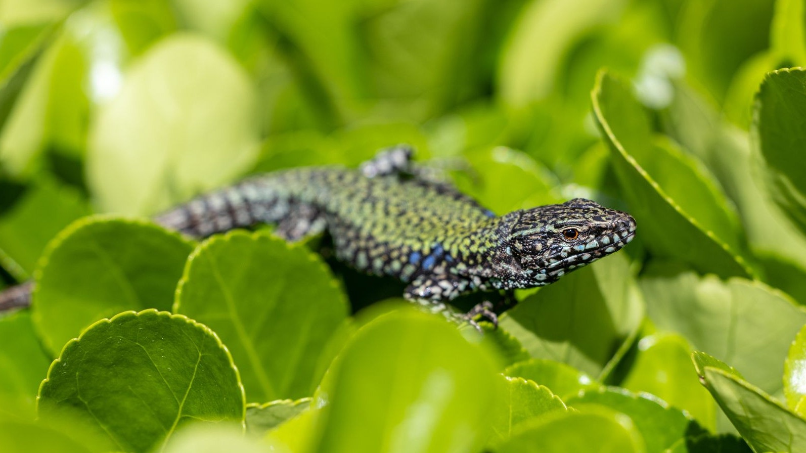 Wird es bald mit der Farbvielfalt dieser Eidechse vorbei sein?
