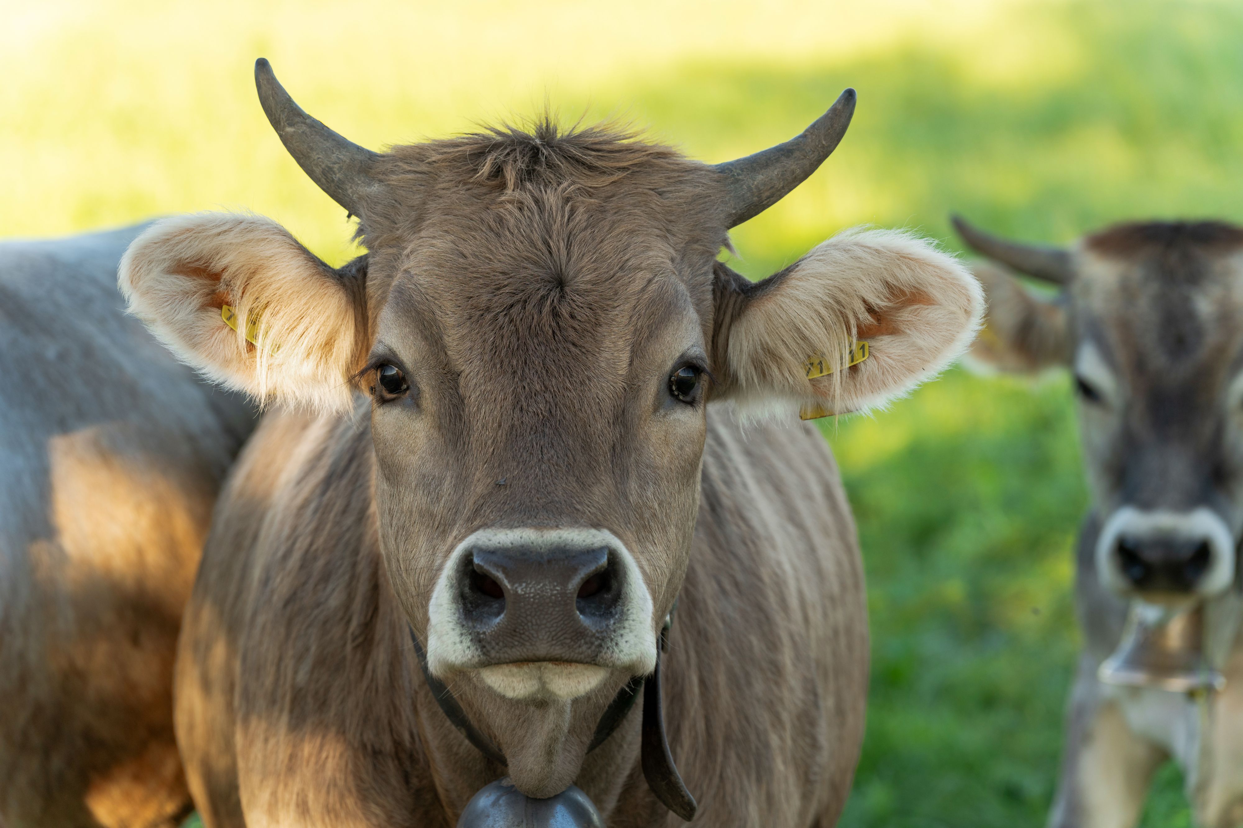 Heute.at - Österreichs Supermärkte verbannen Mercosur-Fleisch