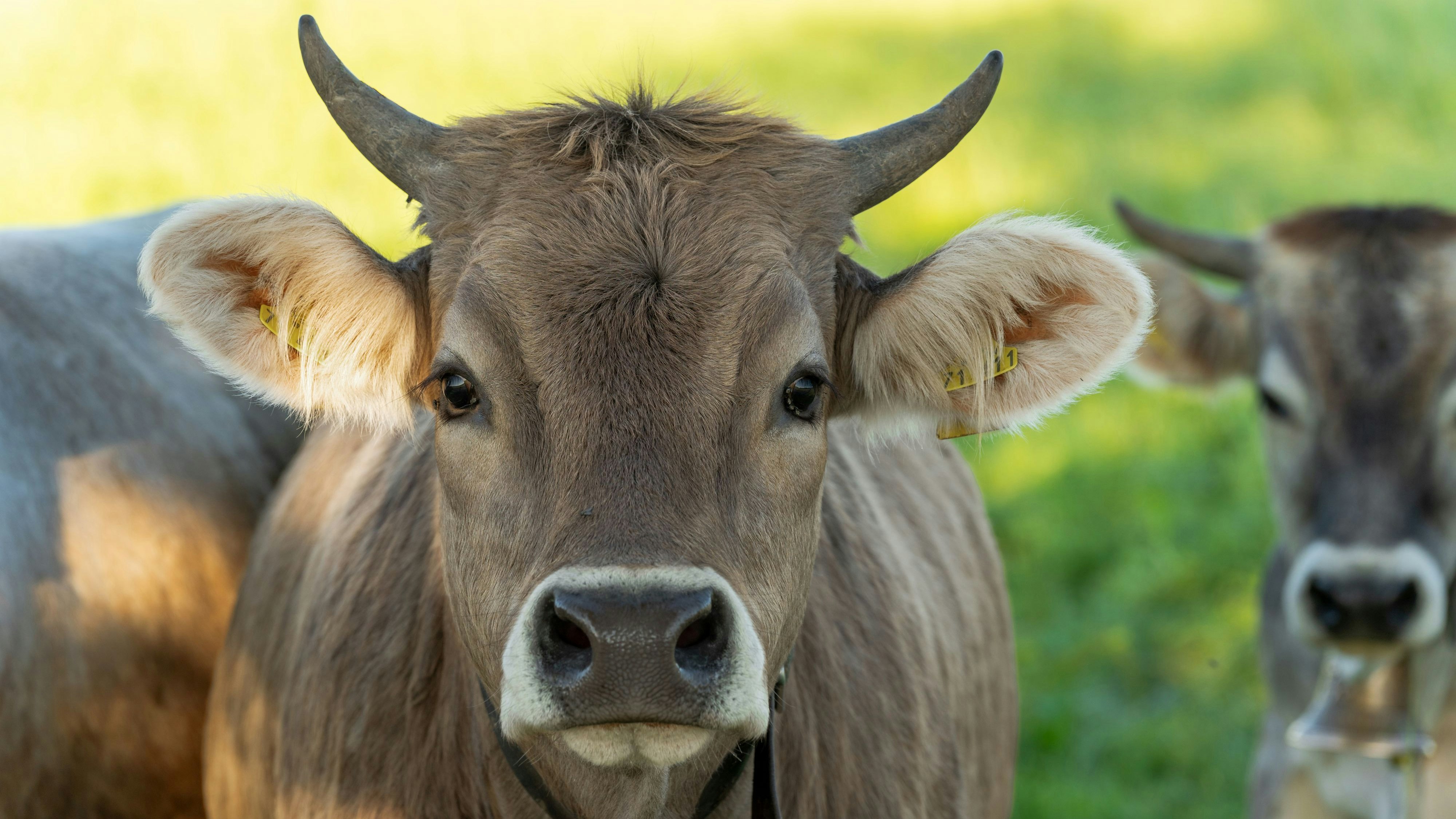 Heute.at - Österreichs Supermärkte verbannen Mercosur-Fleisch