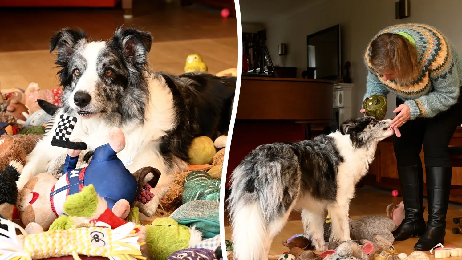 Heute.at - 200 Wörter sitzen! Dieser Hund gilt als hochbegabt