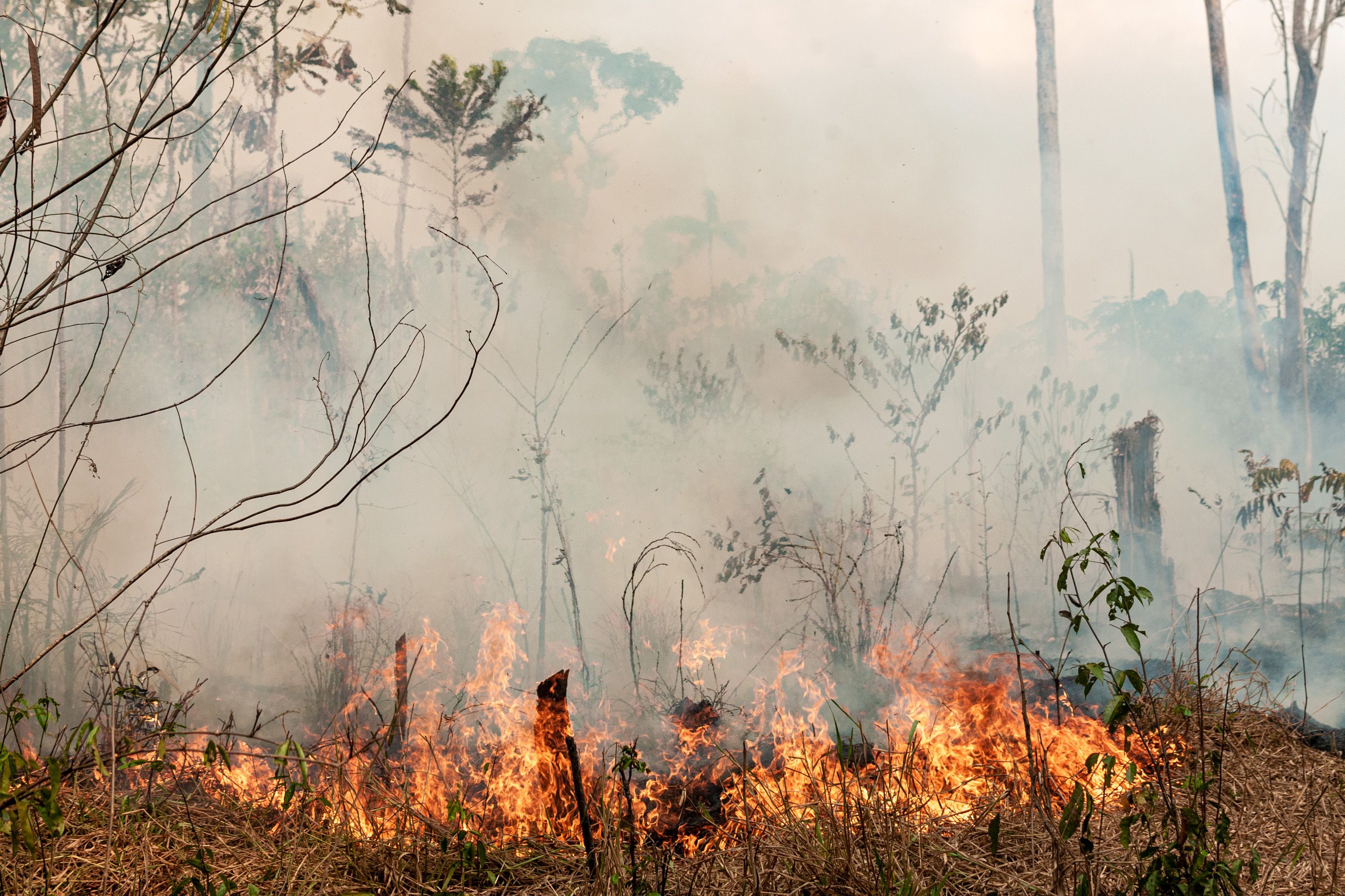 Brandrodung in Brasilien: Um immer neue Weideflächen zu schaffen, geht jedes Jahr wertvoller Regenwald unwiederbringlich verloren