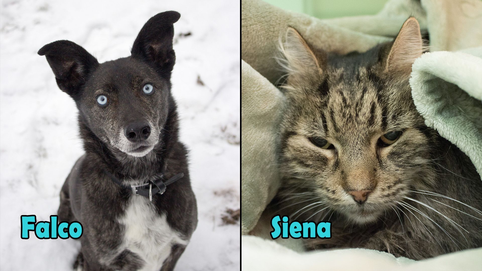 Heute.at - TIKO Kärnten: Falco liebt Kinder über alles